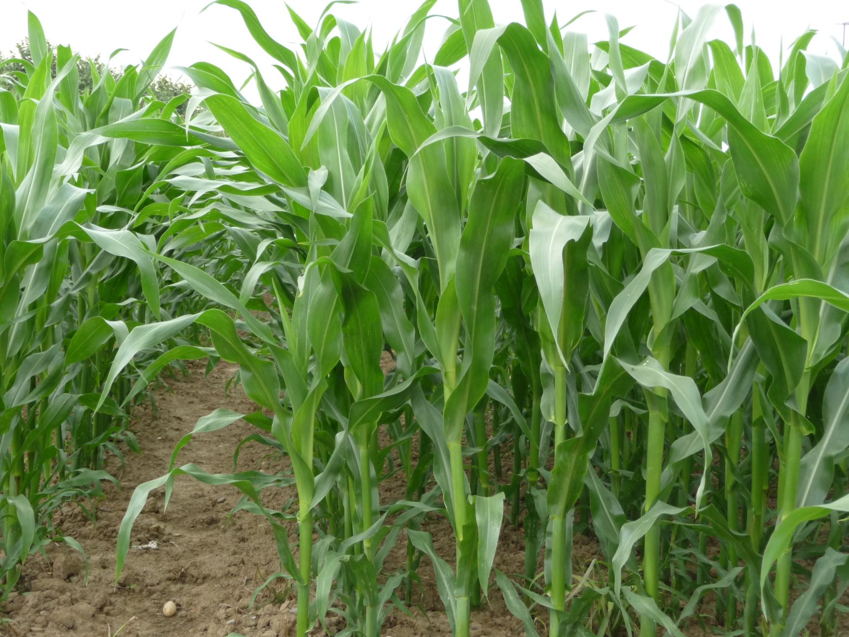 Fertilisation avec zinc sur le maïs BMS MicroNutrients